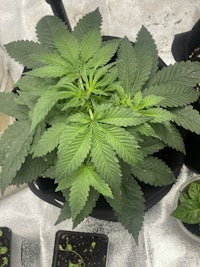 a pot of marijuana plants in a black pot