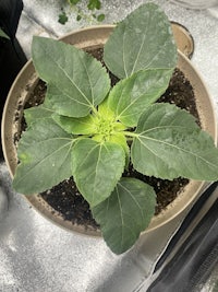 a plant is growing in a pot on a table