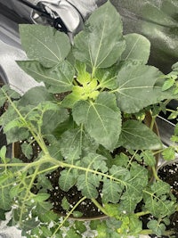 a group of plants in a pot in a greenhouse