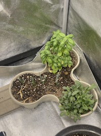 a small pot of herbs in a plastic container