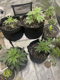 a group of potted plants in a greenhouse