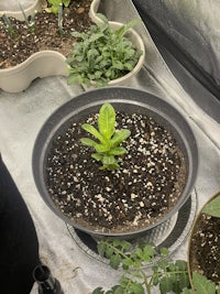 potted plants in a greenhouse